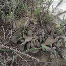 Adromischus cristatus var. cristatus resmi