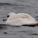 Image of Larus hyperboreus leuceretes Schleep 1819