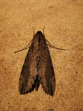 Image of Cramer's Sphinx Moth