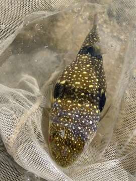 Image of Hong Kong Pufferfish