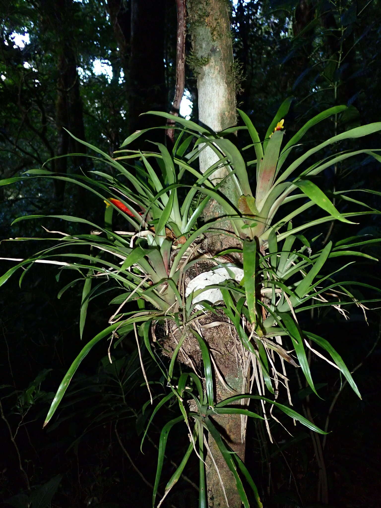 Guzmania nicaraguensis Mez & C. F. Baker的圖片