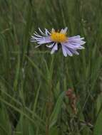 Imagem de Symphyotrichum foliaceum var. parryi (D. C. Eaton) G. L. Nesom