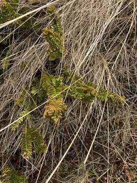 Image of Veronica macrantha var. brachyphylla Cheesem.