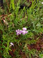 Image of Coopernookia barbata (R. Br.) Carolin