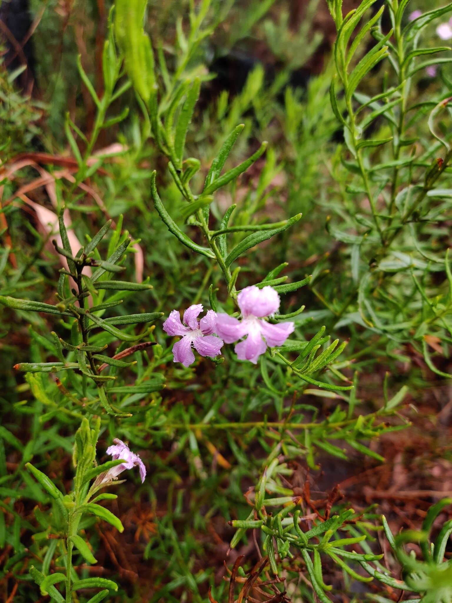 Image de Coopernookia barbata (R. Br.) Carolin