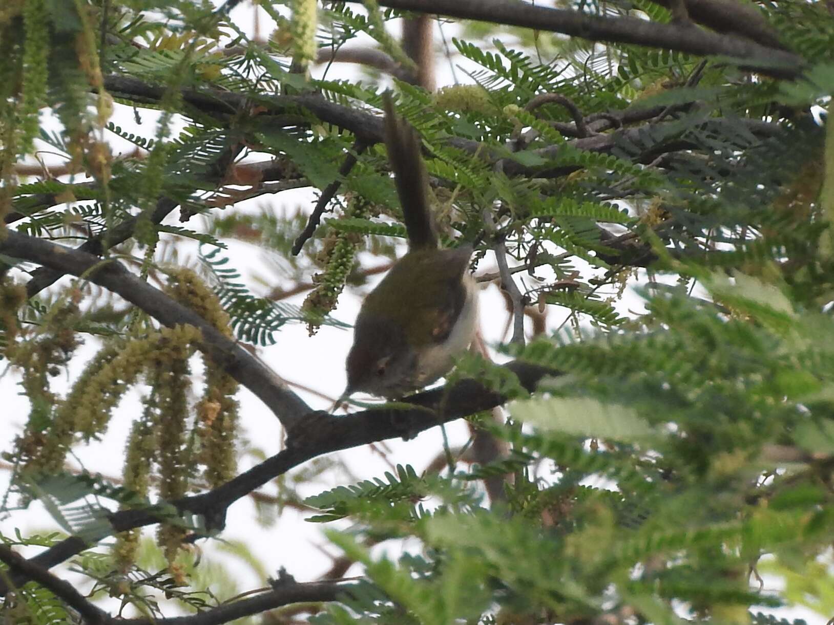 Image of Common Tailorbird