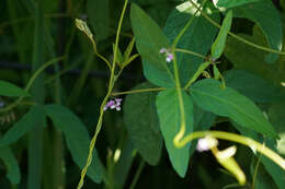 Image of Glycine max subsp. soja (Siebold & Zucc.) H. Ohashi