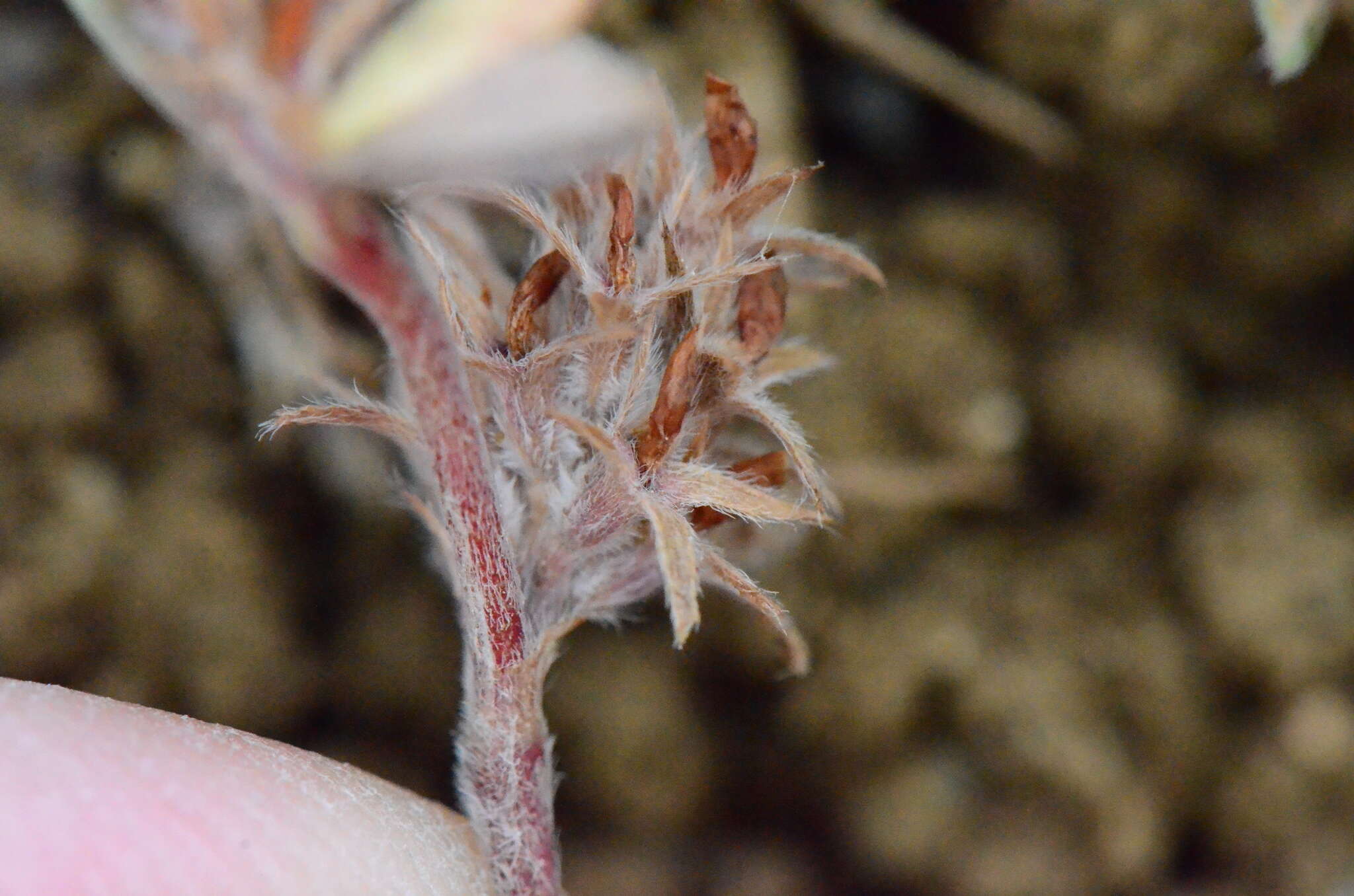 Слика од Trifolium scabrum L.