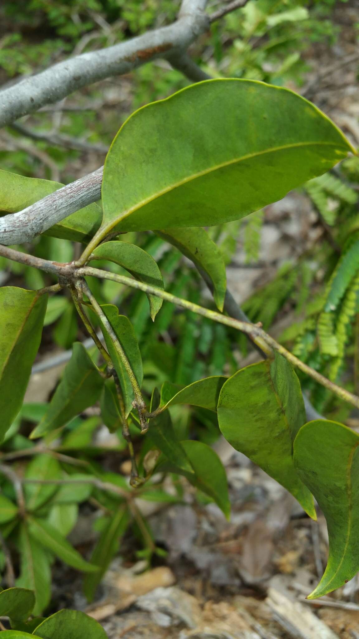 Plectaneia thouarsii Roem. & Schult.的圖片