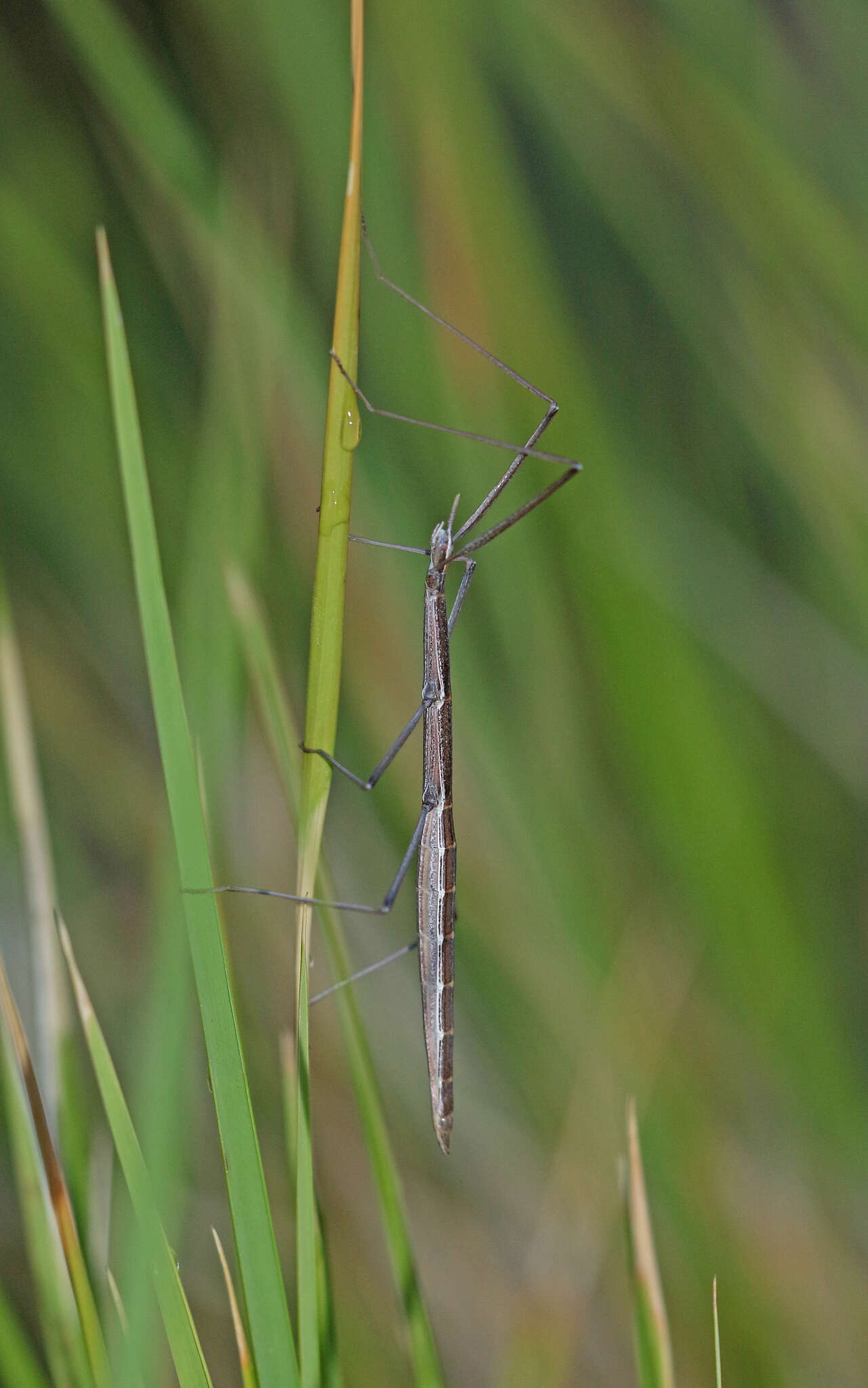 Image of Pijnackeria masettii Scali, Milani & Passamonti 2013