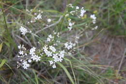 Image de Gypsophila davurica Turcz. ex Fenzl