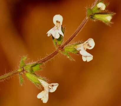 Imagem de Stachys natalensis Hochst.