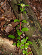 Image de Ascarina lucida Hook. fil.