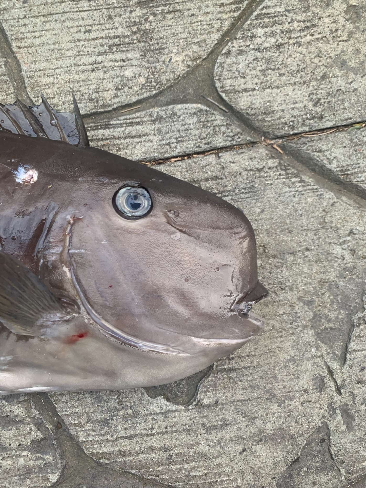 Image of Squarenose Unicornfish