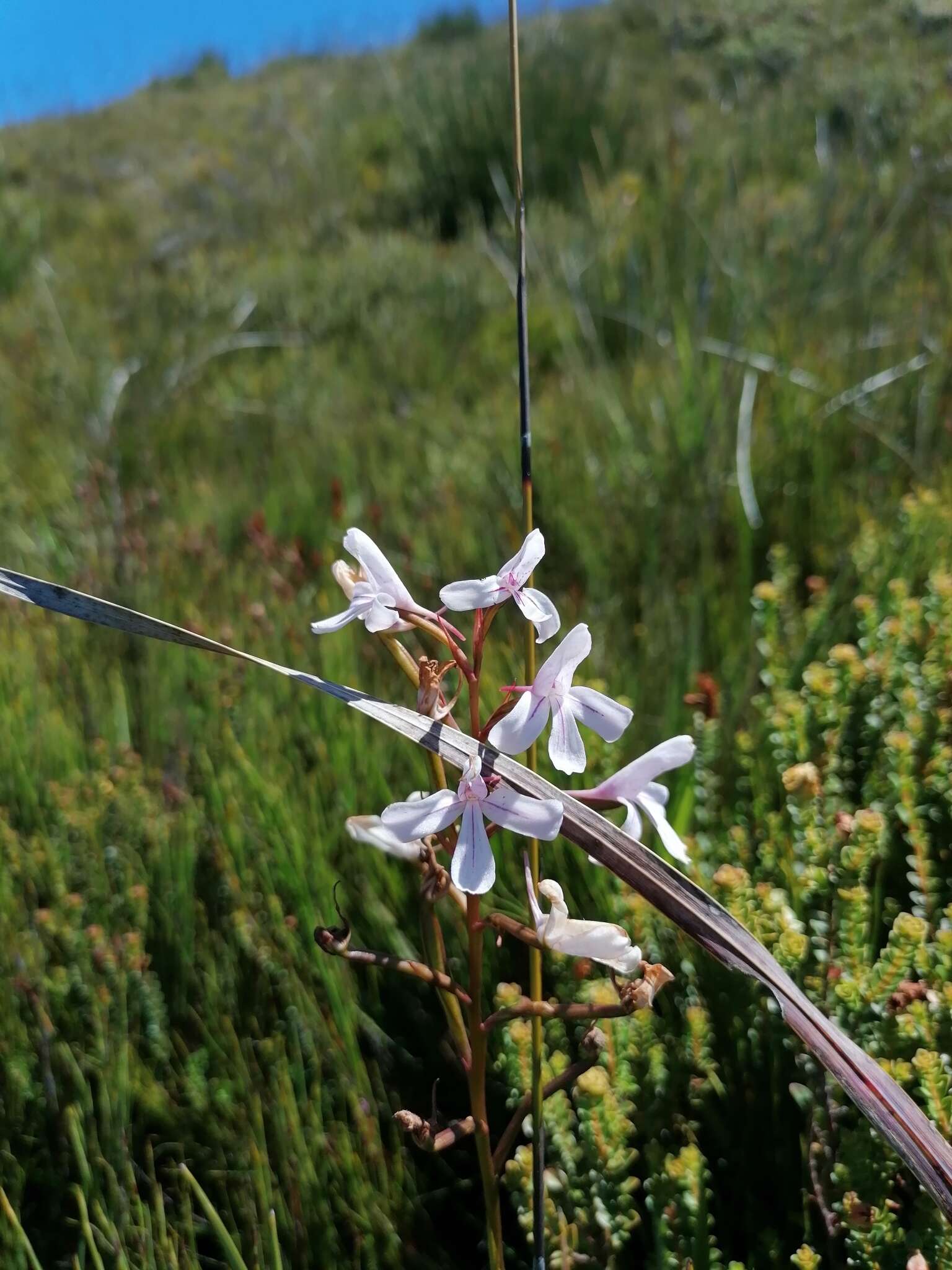 Image de Disa gladioliflora Burch. ex Lindl.