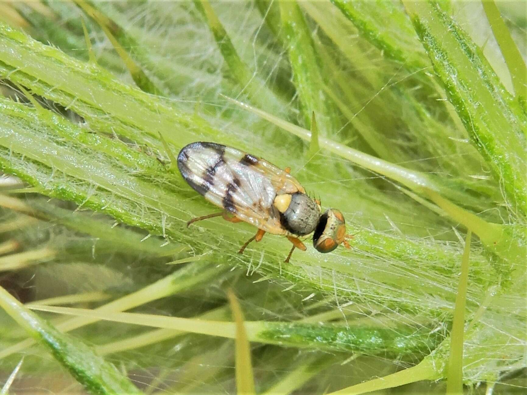 Image of Urophora stylata (Fabricius 1775)