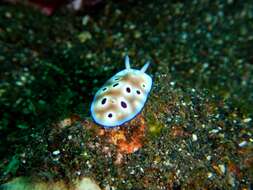 Image of Goniobranchus leopardus (Rudman 1987)