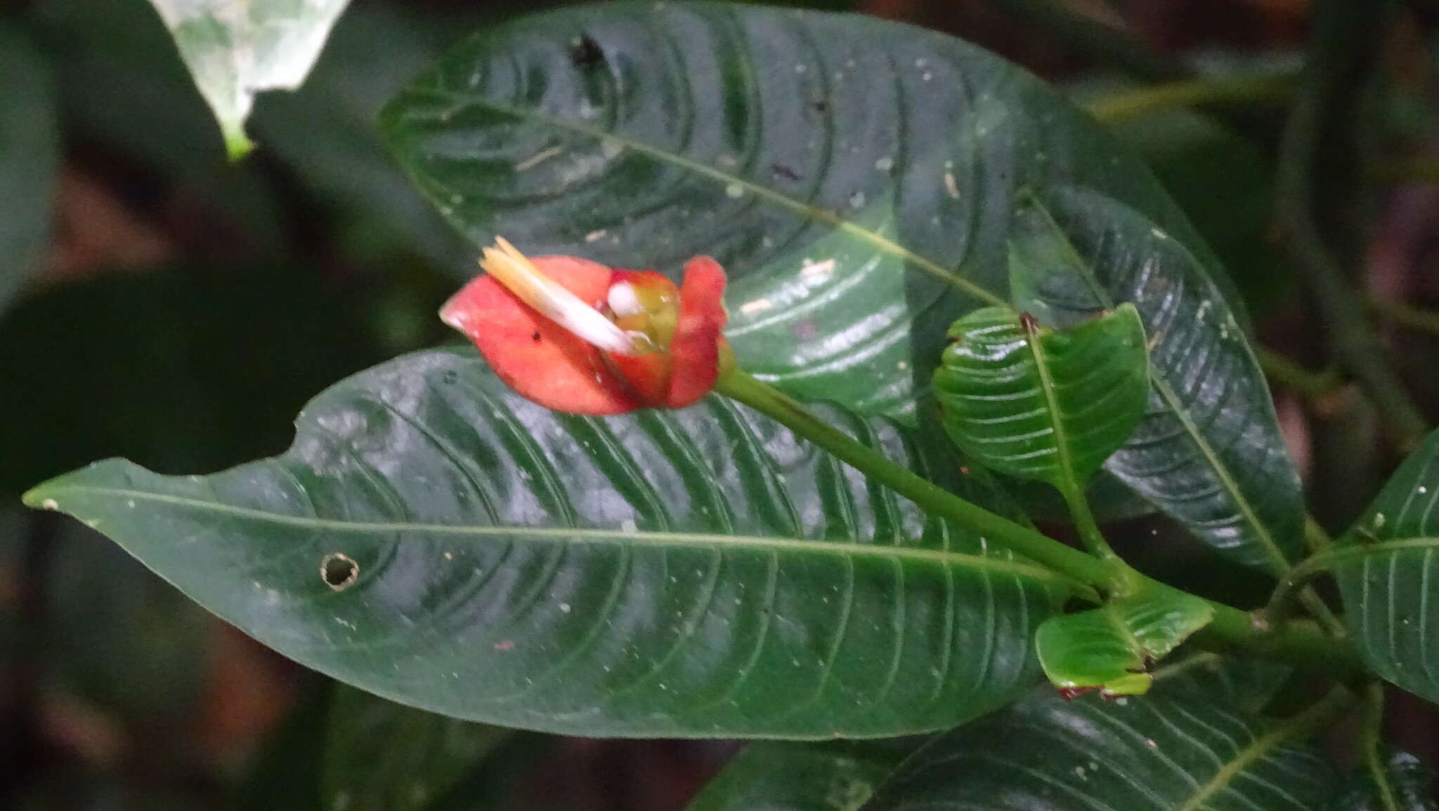 Palicourea elata (Sw.) Borhidi resmi