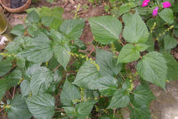 Image of Hawaii Wood-Nettle