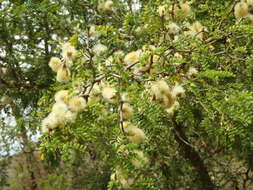 Plancia ëd Ebenopsis caesalpinioides (Standl.) Britton & Rose