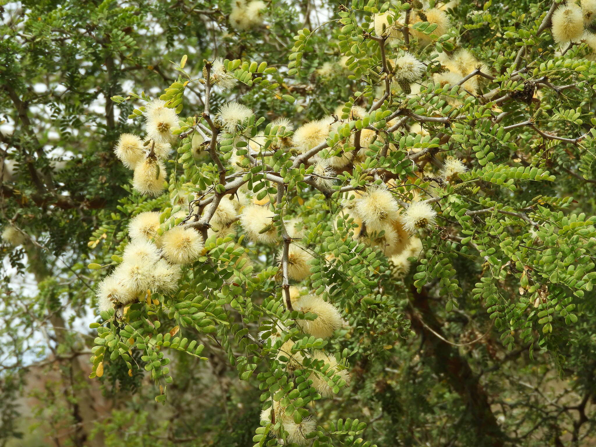 Image of Ebenopsis caesalpinioides (Standl.) Britton & Rose