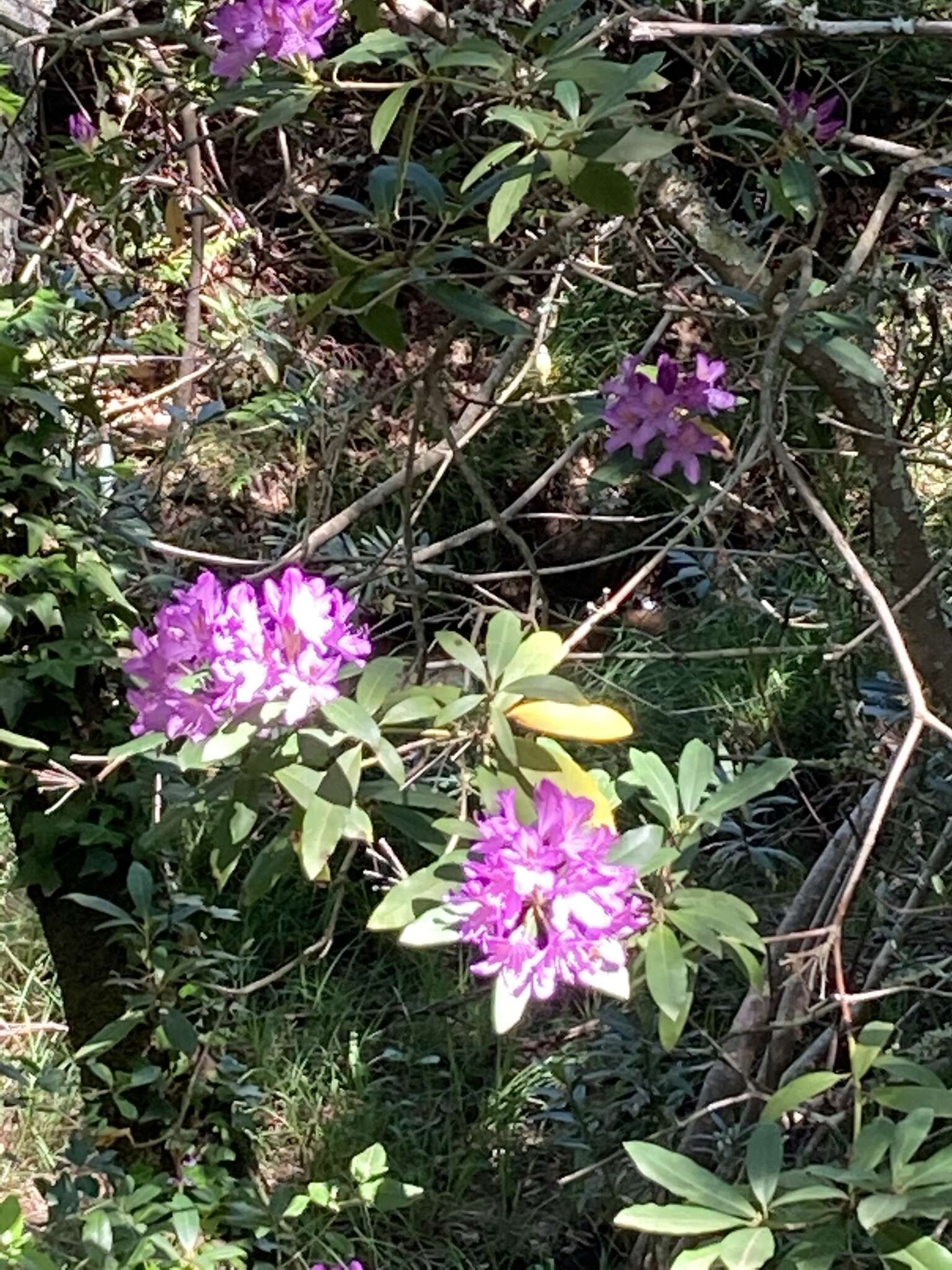 Imagem de Rhododendron ponticum subsp. baeticum (Boiss. & Reuter) Hand.-Mazz.