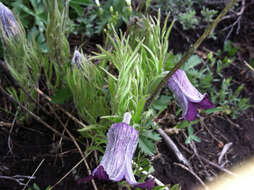 Image of hairy clematis