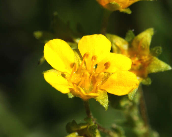 Image of clubmoss mousetail