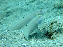 Image of Sixspot goby