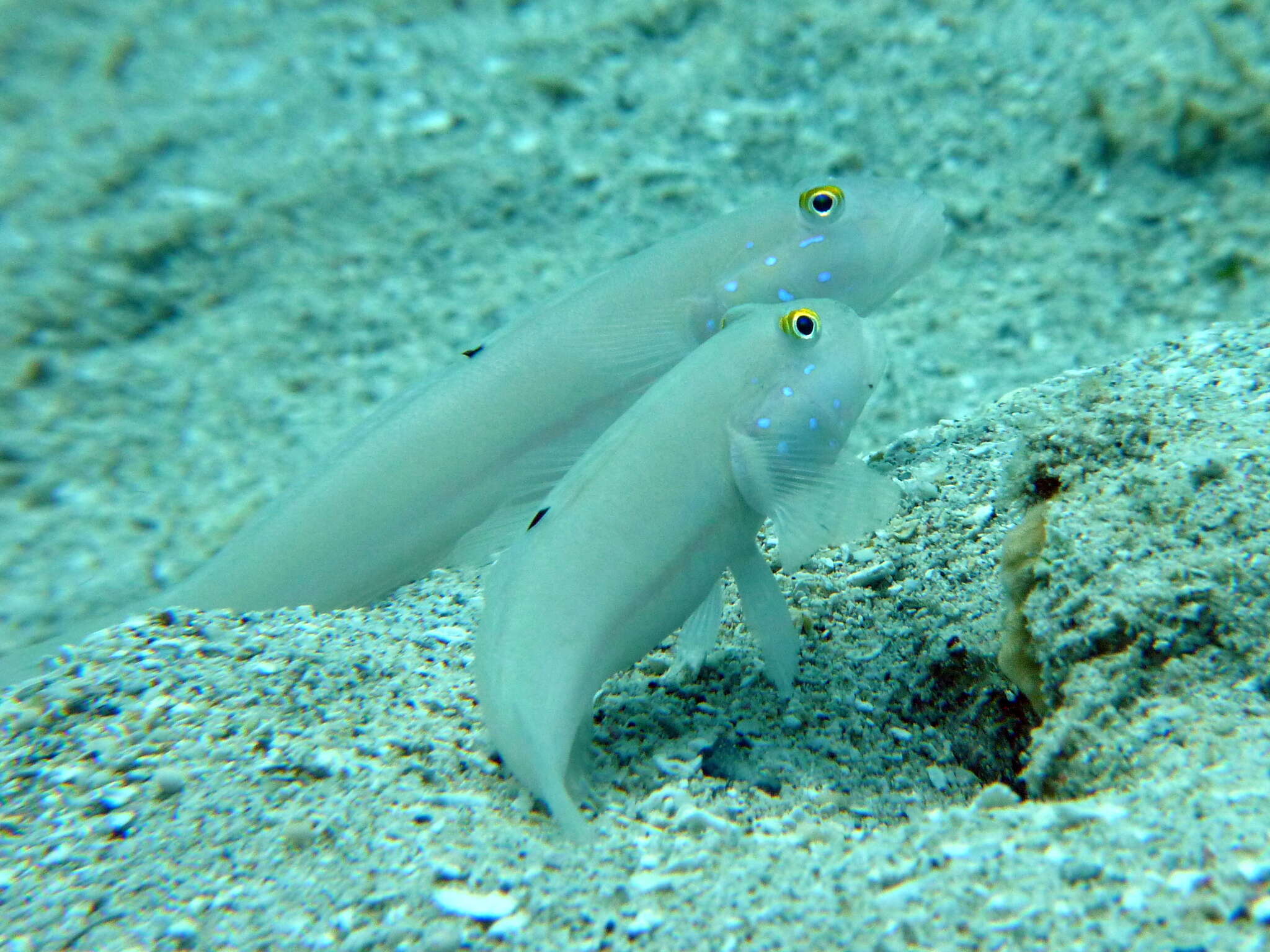 Image of Sixspot goby