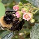 Image de Bombus suckleyi Greene 1860