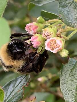 Image de Bombus suckleyi Greene 1860