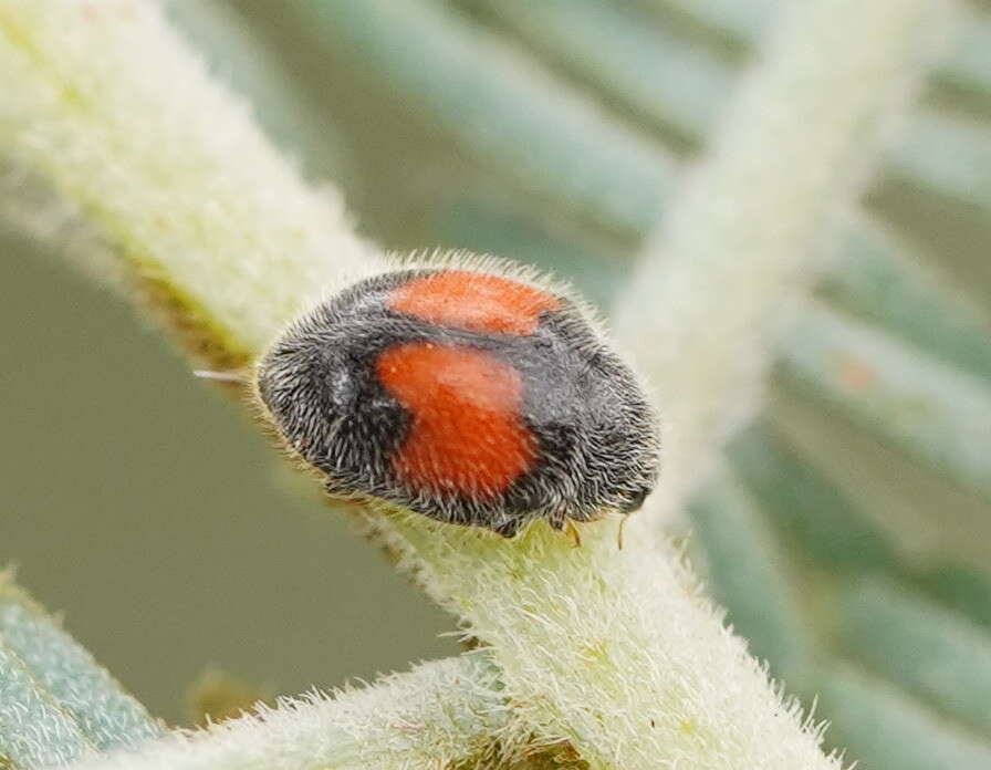 Image of Minute two-spotted ladybird beetle