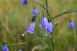 Imagem de Adenophora stenanthina subsp. stenanthina