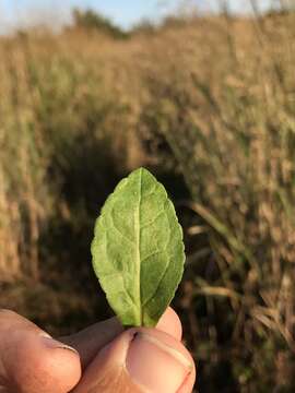 Image of Elliott's goldenrod