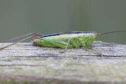 Image de Conocephalus (Anisoptera) fuscus (Fabricius 1793)