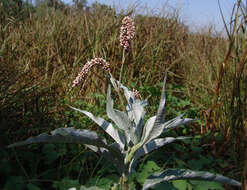 Image of Persicaria lapathifolia var. lanigera (R. Br.) Chantar. & Tubtimtong