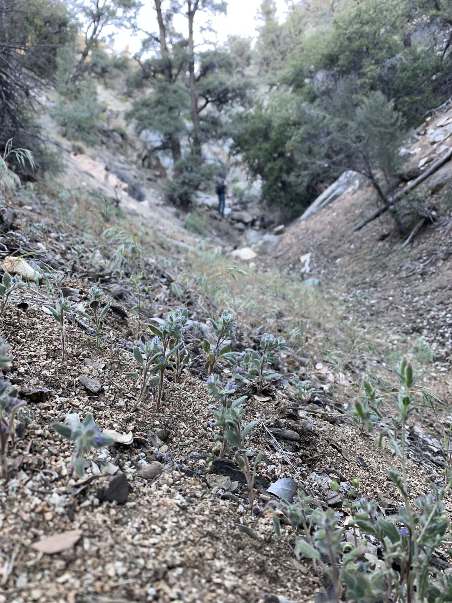 Image of Nine Mile Canyon phacelia