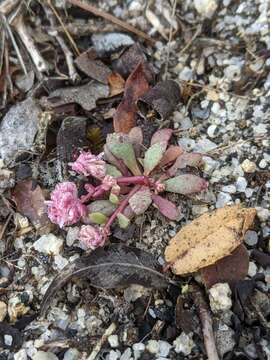 Image of Mariposa pussypaws