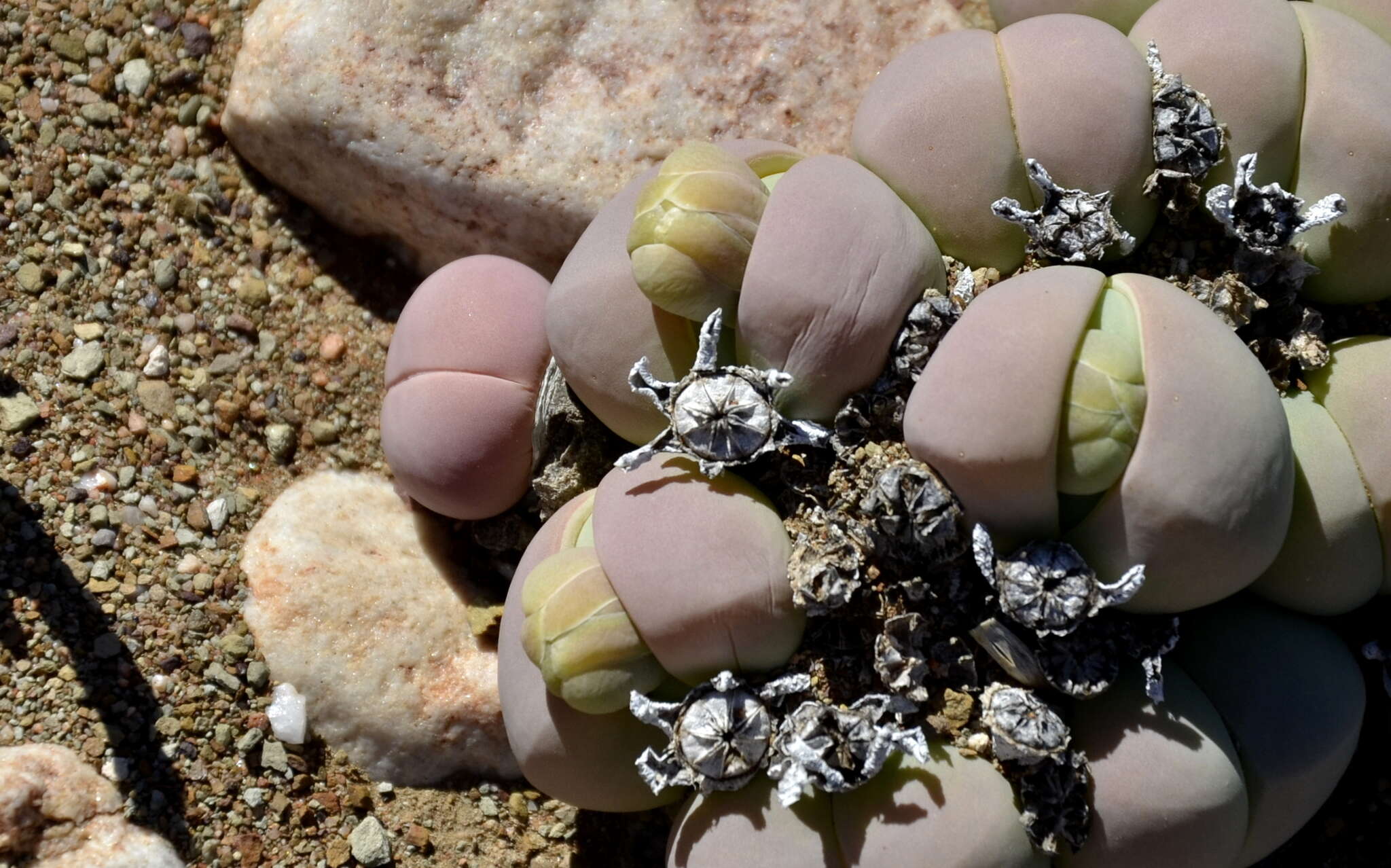 صورة Gibbaeum heathii (N. E. Br.) L. Bol.