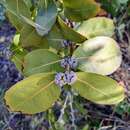 Image of Eucalyptus neglecta Maiden