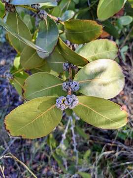 Image of Eucalyptus neglecta Maiden