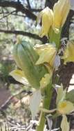 Image of Navajo yucca