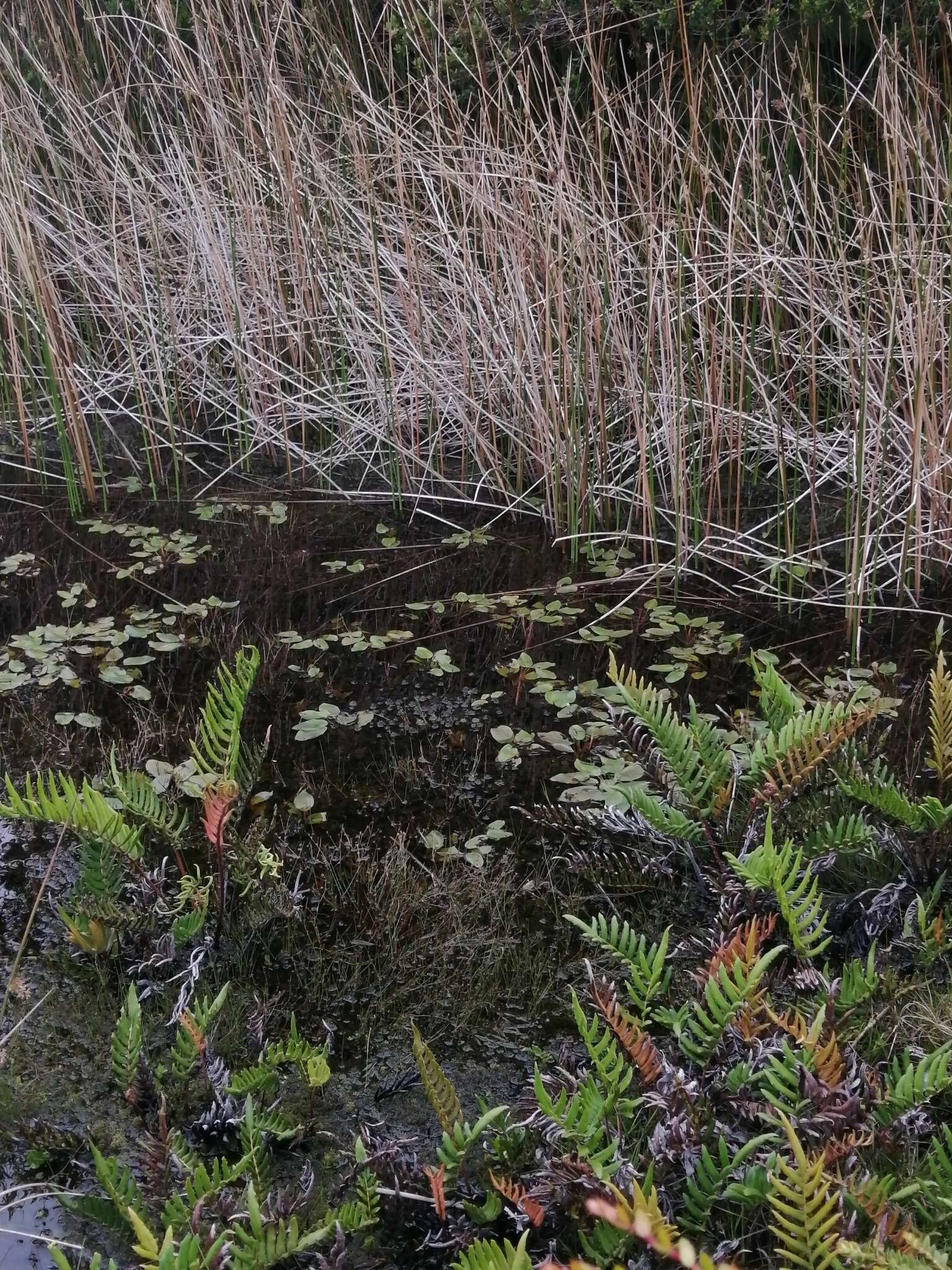 Imagem de Potamogeton linguatus Hagstr.