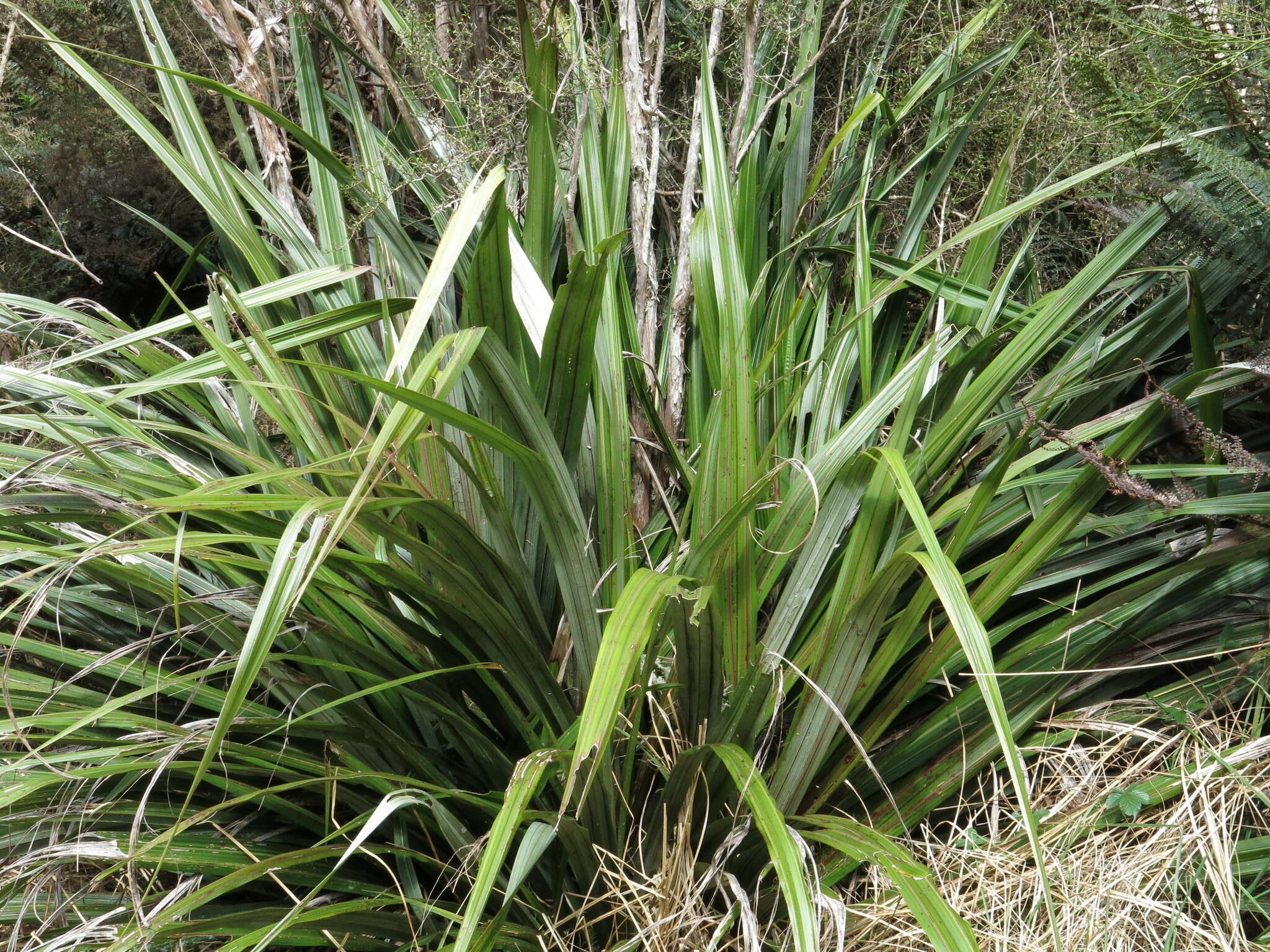 Astelia fragrans Colenso的圖片