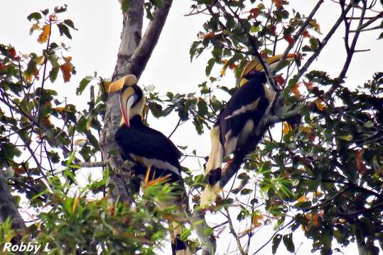 Image of Great Indian Hornbill