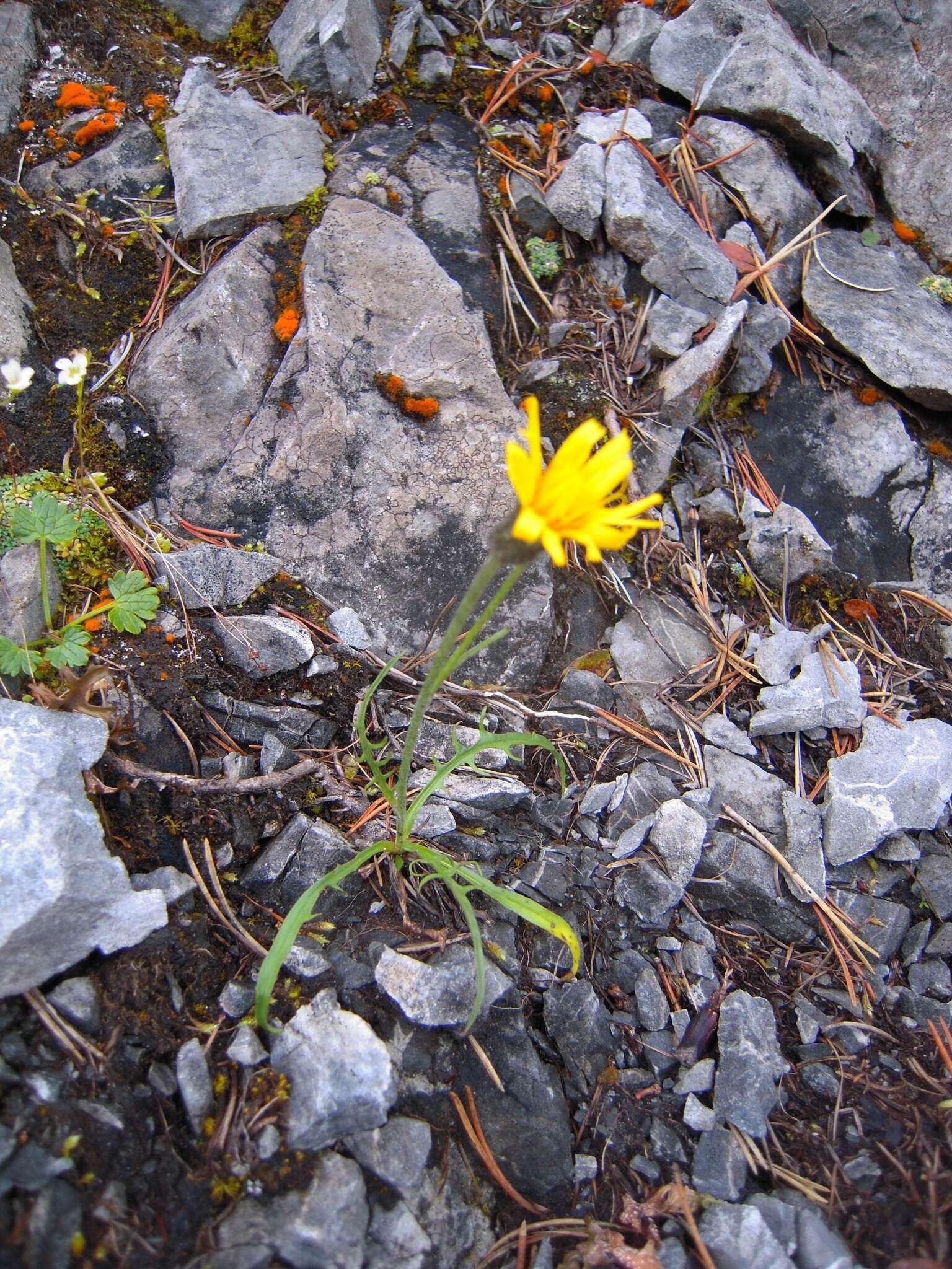 Image of Crepis jacquinii subsp. kerneri (Rech. fil.) Merxm.