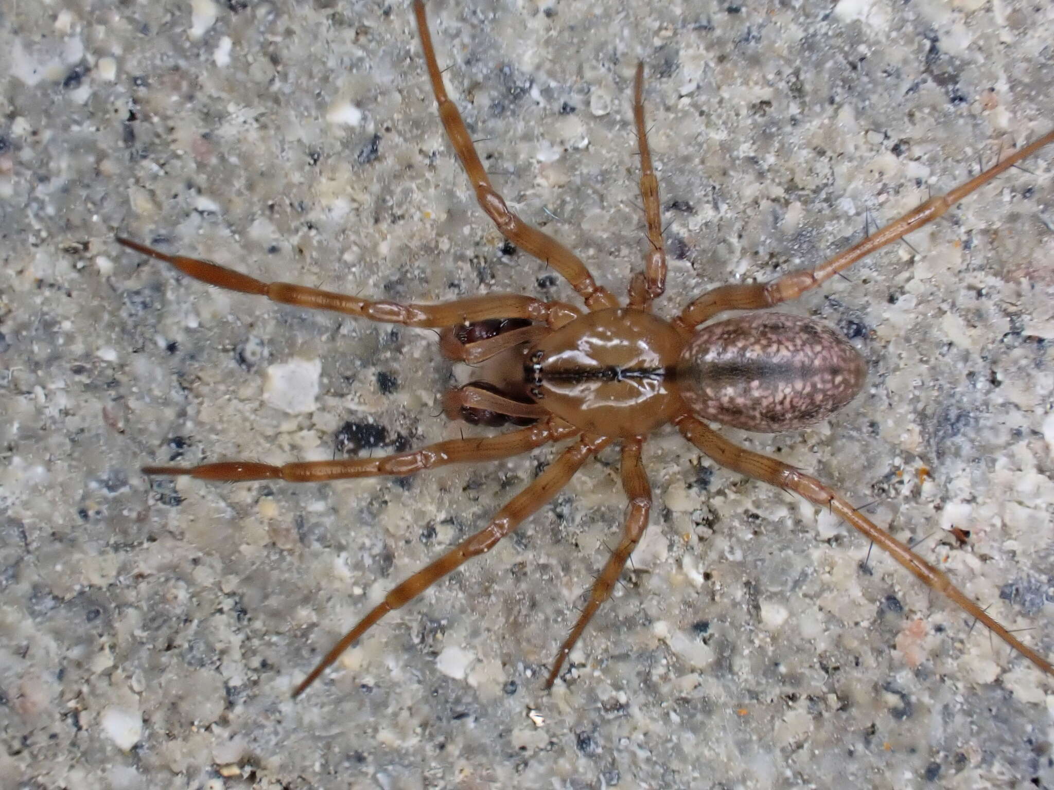 Image of Stemonyphantes lineatus (Linnaeus 1758)