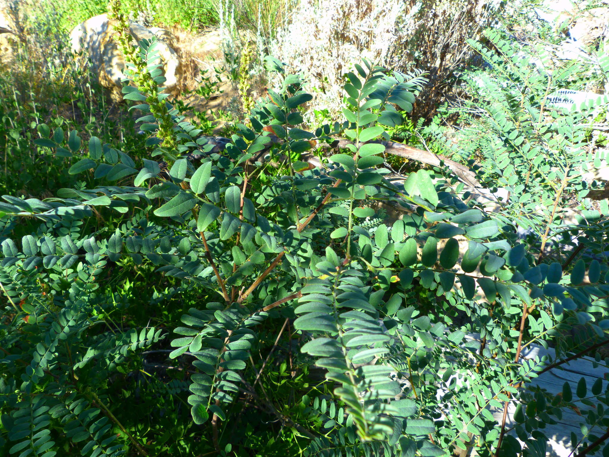 Amorpha californica var. californica的圖片