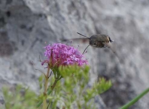 Image of humming-bird hawk moth